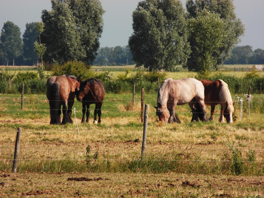 Het Neerland Apartment *